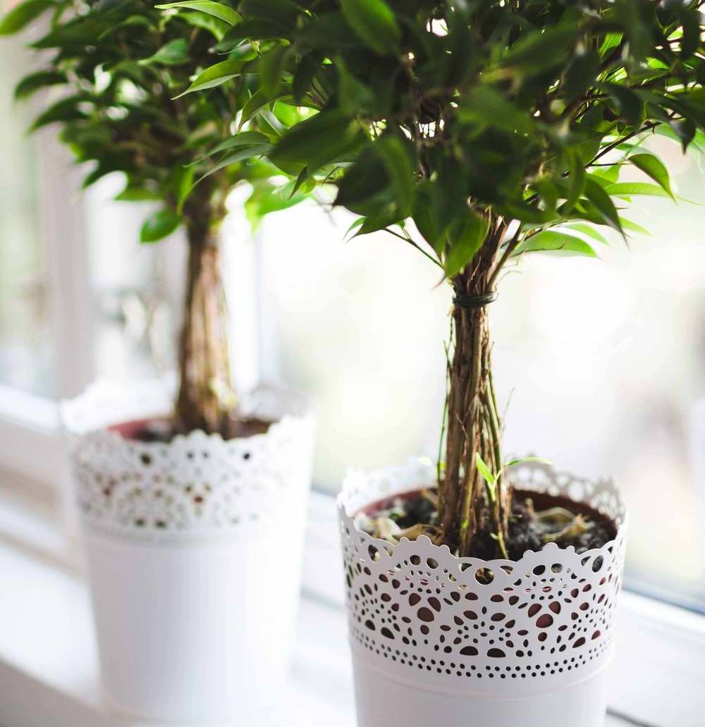 DECORACIÓN DE OFICINAS 